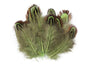 Verte