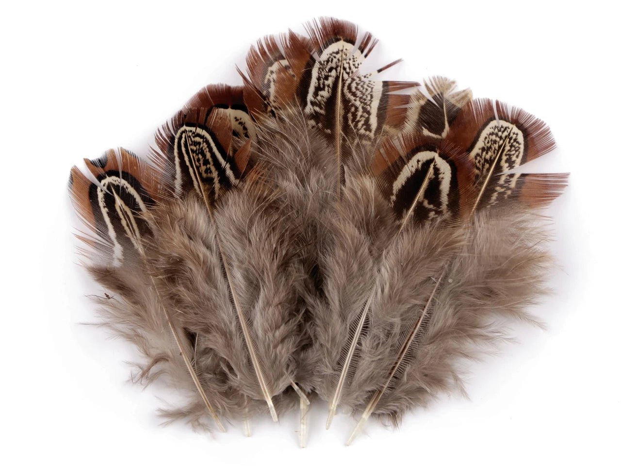 Image avec plumes de faisan 5–7 cm – plumes naturelles décoratives multicolores – disponible chez les tissus de Charlotte