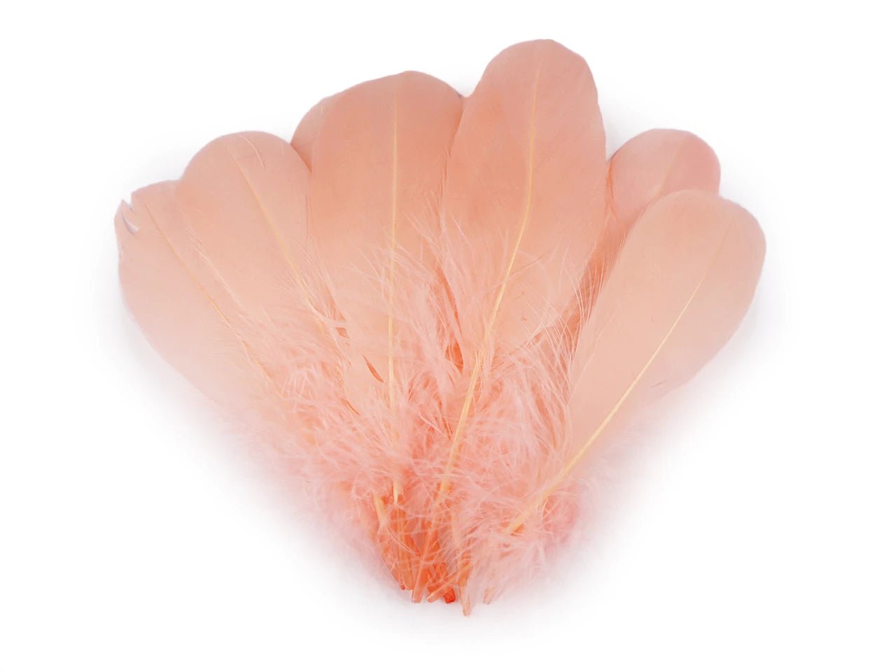 Plumes d’oie (14 - 18 cm) - abricot
